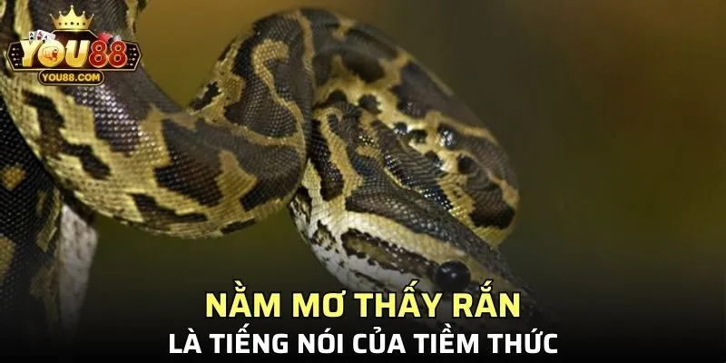 Nằm mơ thấy rắn là tiếng nói của tiềm thức