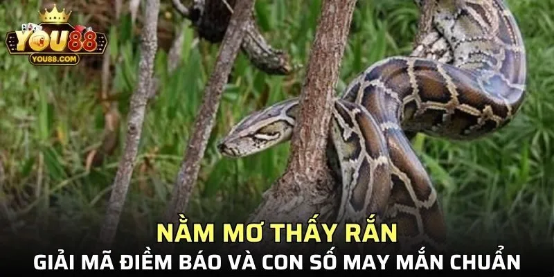Nằm Mơ Thấy Rắn